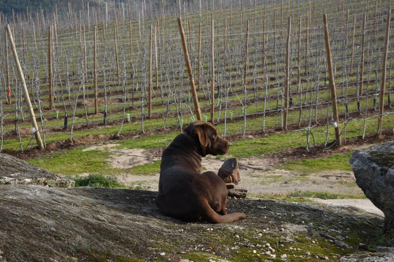 Willa Casa Do Feitor - Douro - Quinta Da Cabrida Sendim  Zewnętrze zdjęcie